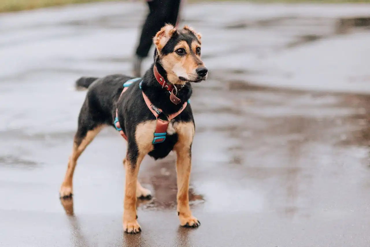 Молли - самая солнечная собака - Собаки (Животные) в Москва