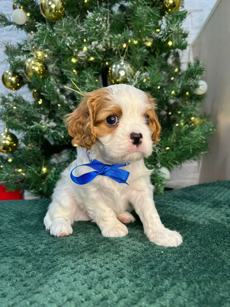 Малыши Кавалер Кинг Чарльз Спаниель - Собаки (Животные) в Мытищи