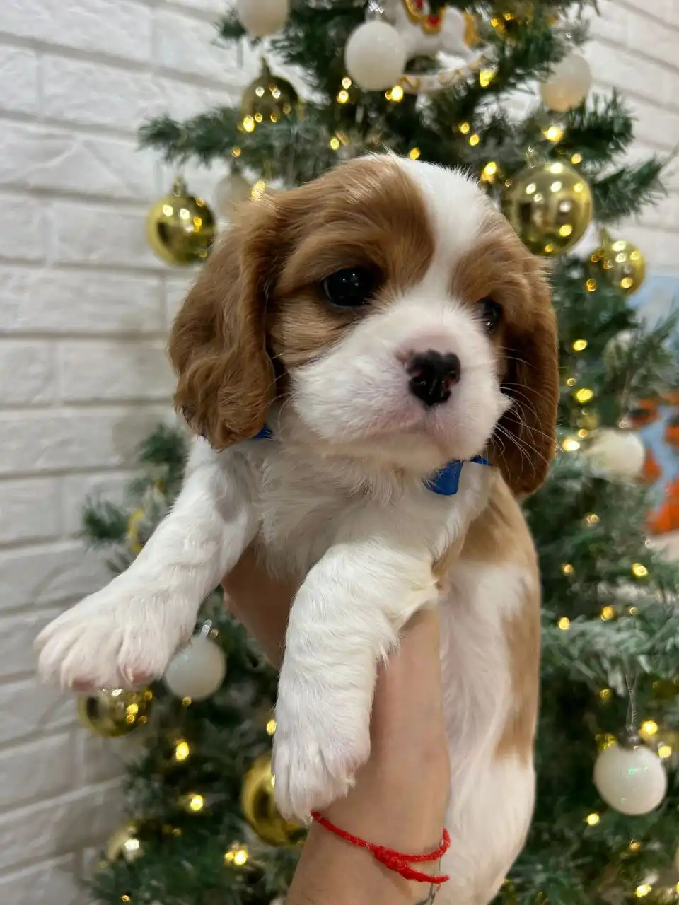 Малыши Кавалер Кинг Чарльз Спаниель - Собаки (Животные) в Мытищи