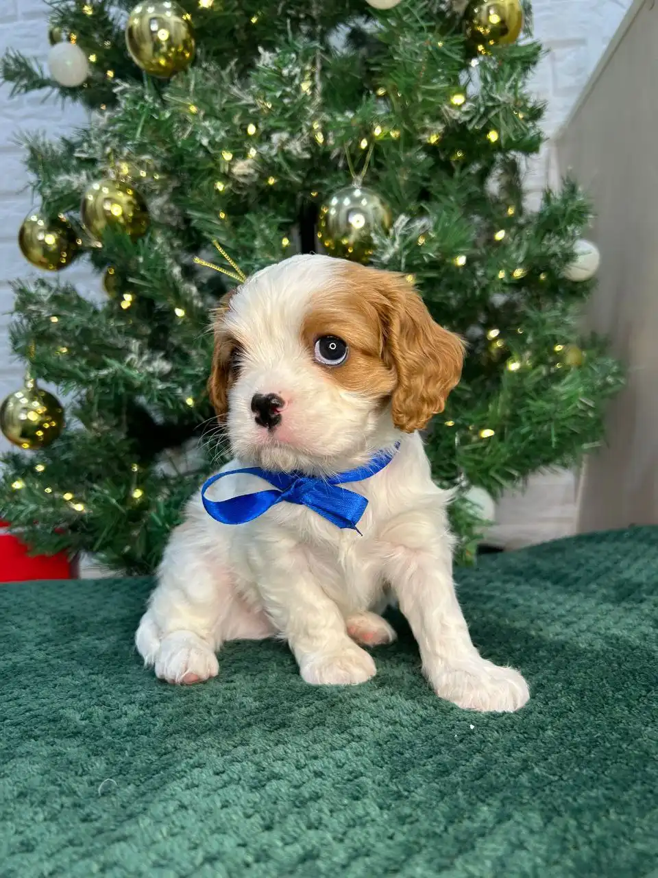 Малыши Кавалер Кинг Чарльз Спаниель - Собаки (Животные) в Мытищи