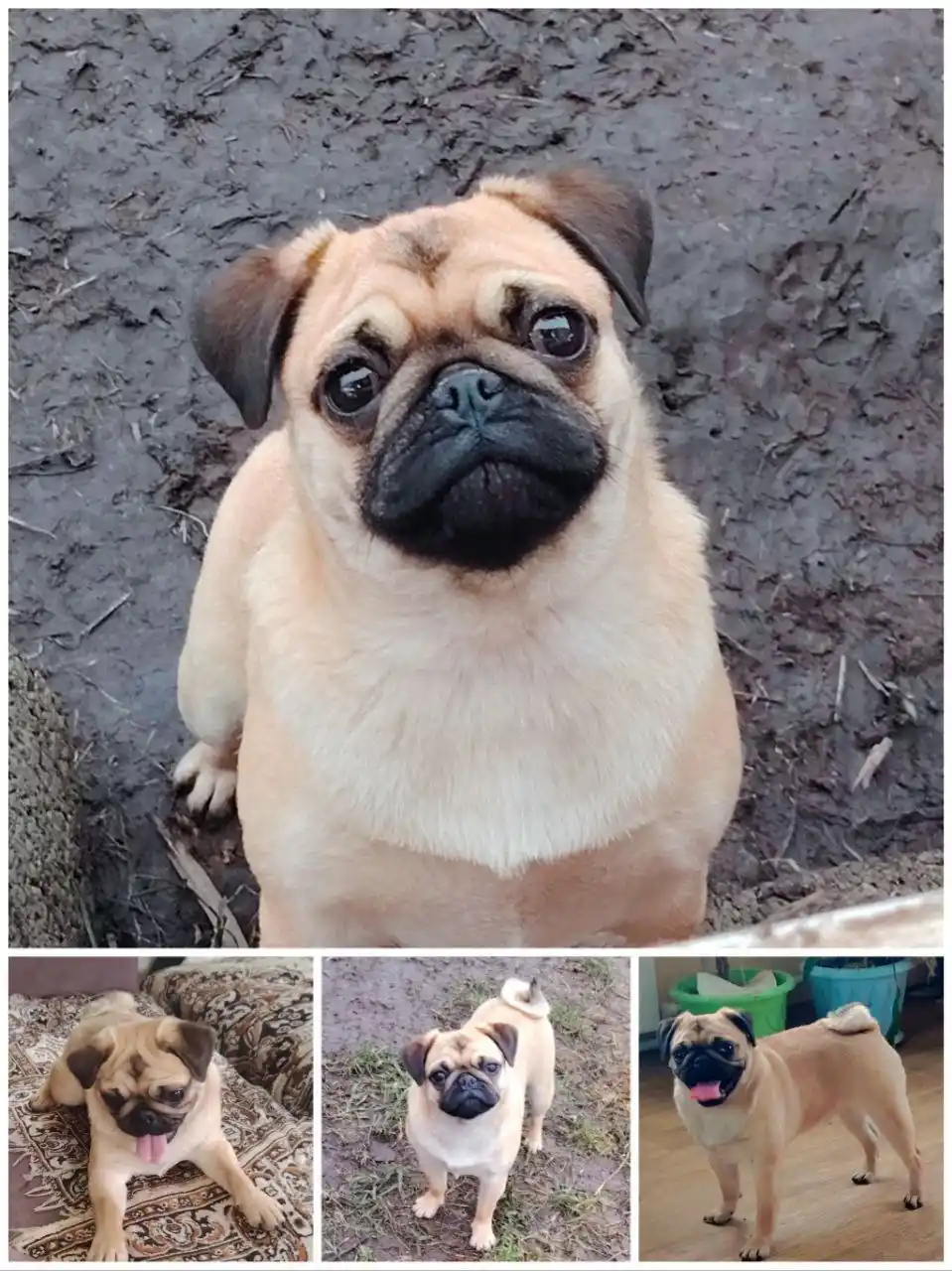 Щенок мопса абрикосового окраса - частное объявление в Тольятти