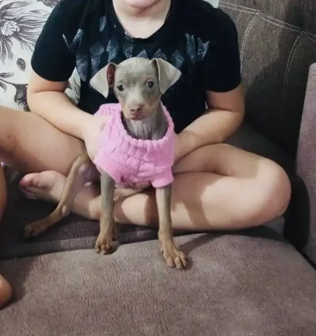 Продам щенка той-терьера - частное объявление в Тольятти