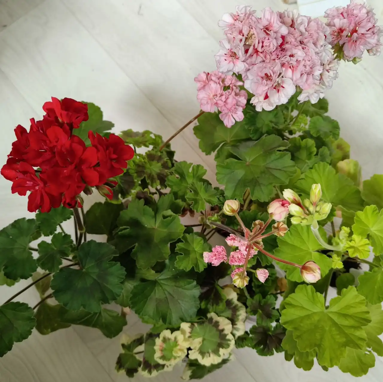 Продажа сортовой пеларгонии