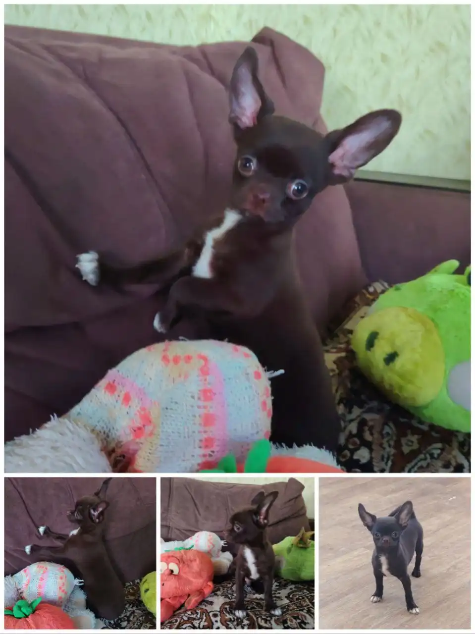 Продажа щенка чихуахуа