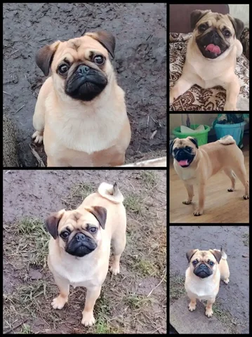 Продажа подрощенного мопса абрикосового окраса - частное объявление в Тольятти