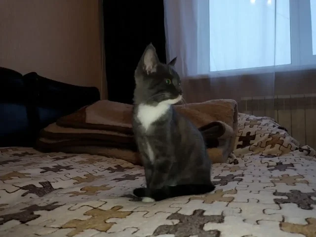 Котята бенгал + британец в добрые руки - частное объявление в Тольятти