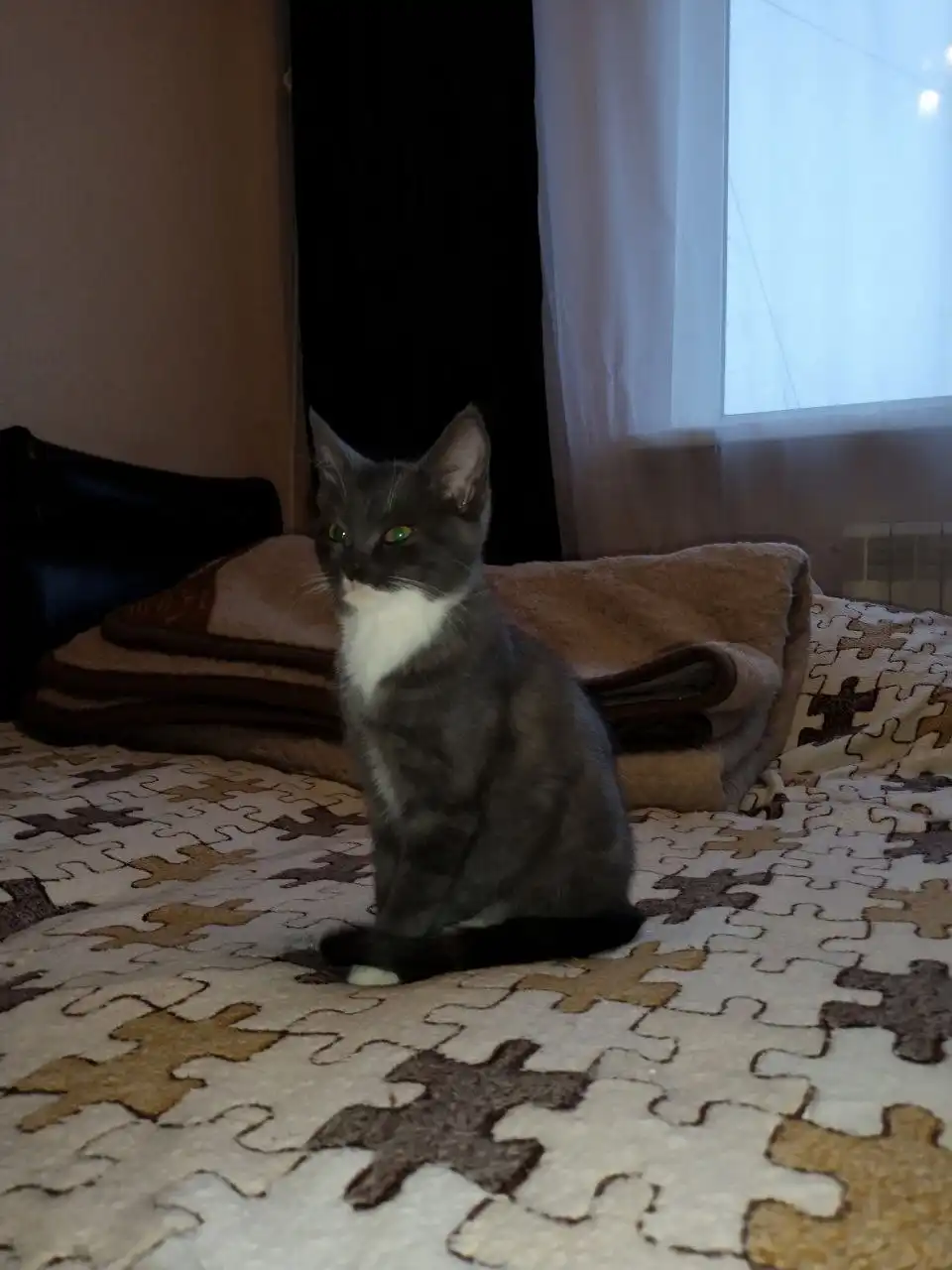 Котята бенгал + британец в добрые руки