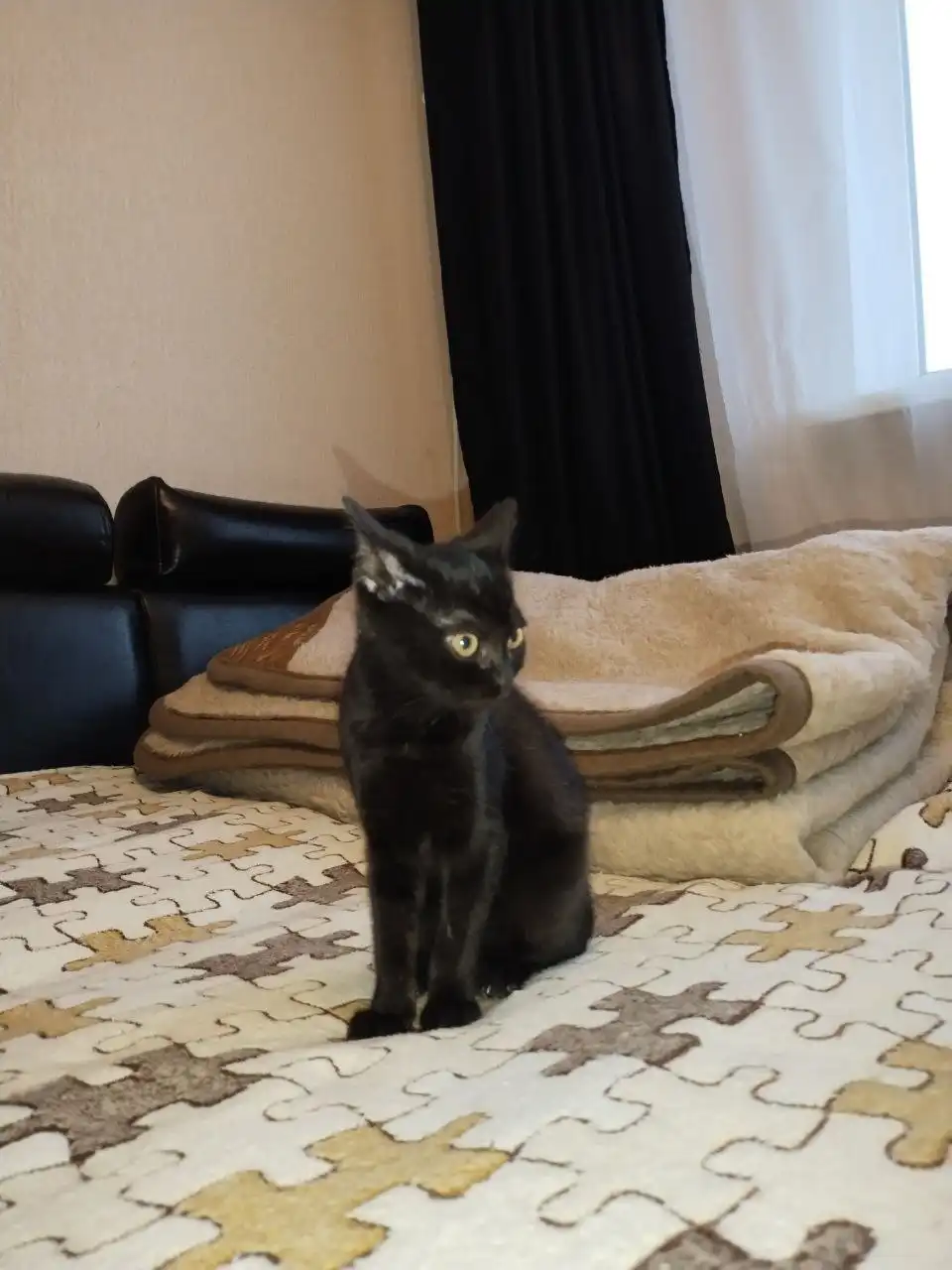 Котята бенгал + британец в добрые руки