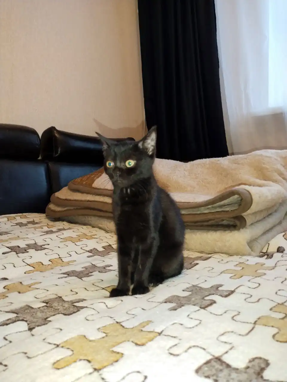 Котята бенгал + британец в добрые руки