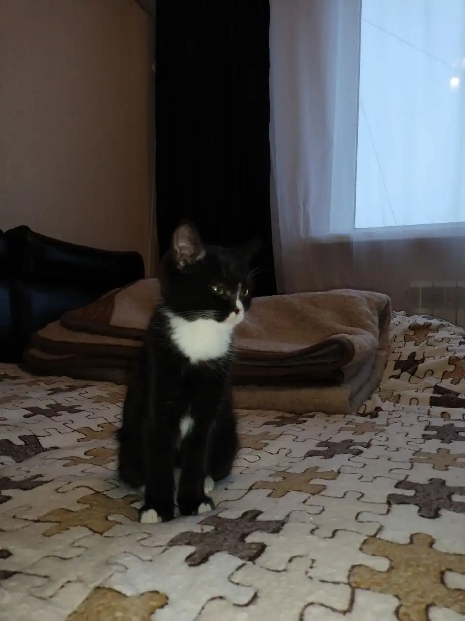 Котята бенгал + британец в добрые руки