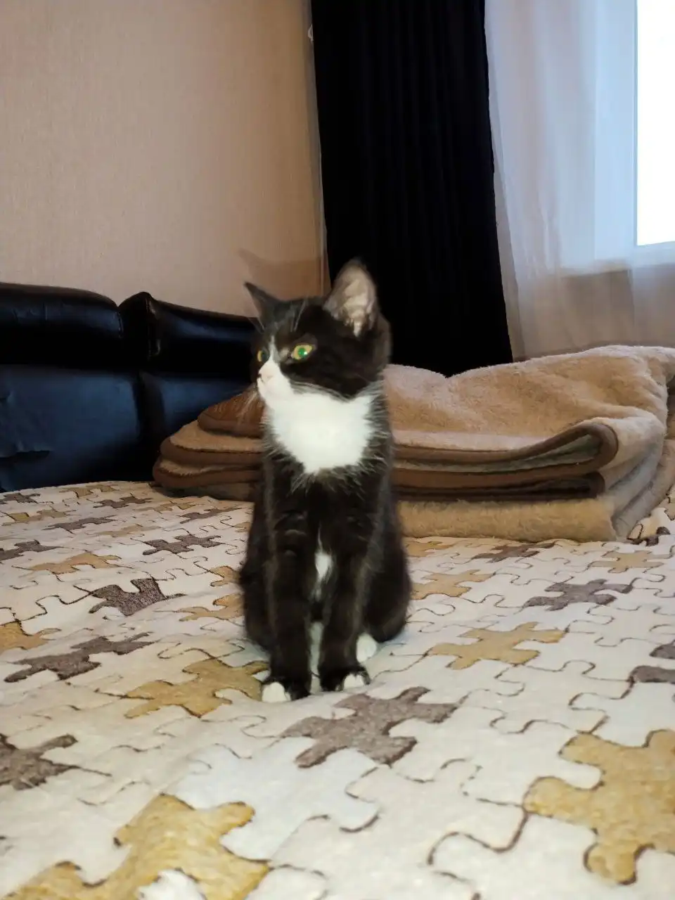 Котята бенгал + британец в добрые руки