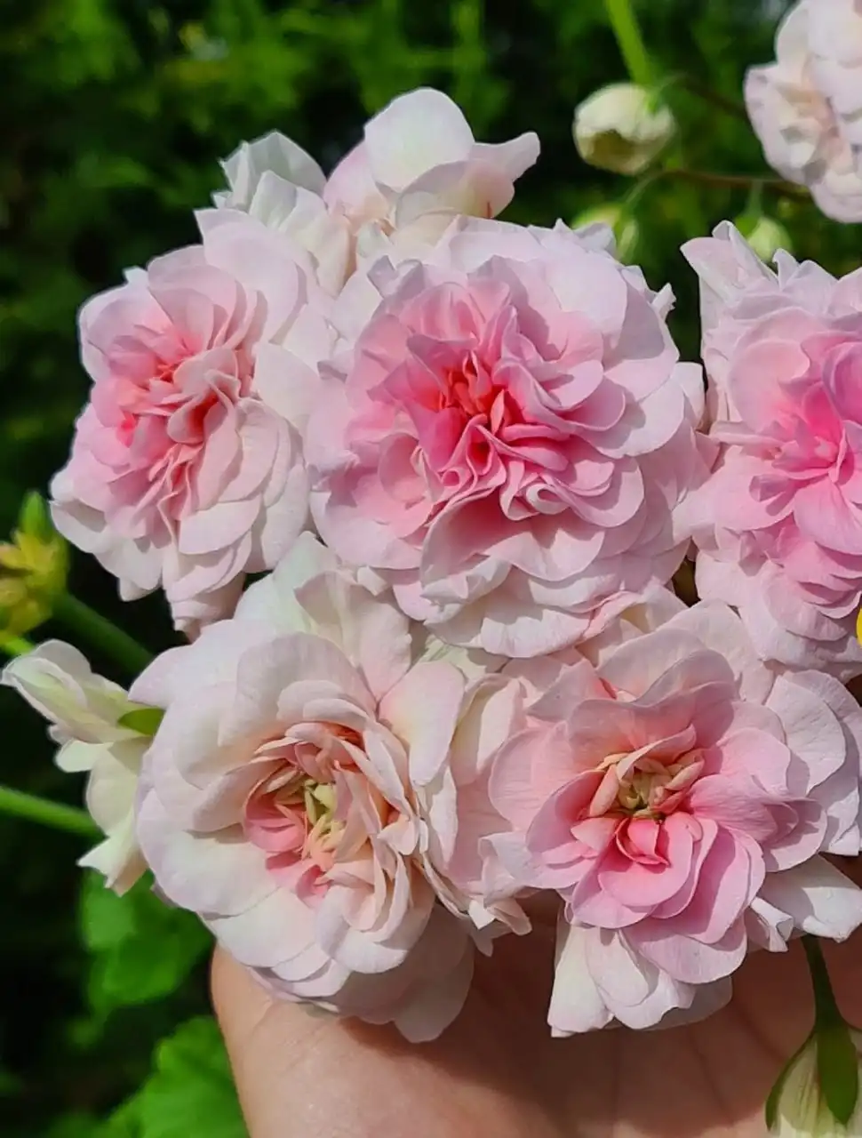 Черенки и кустики сортовой пеларгонии