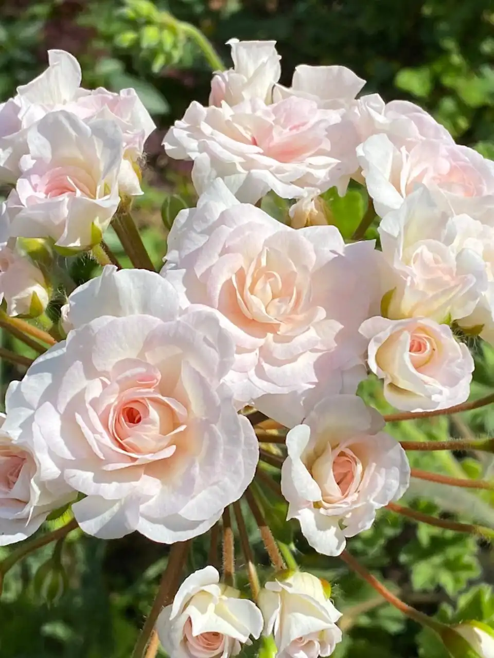 Черенки и кустики сортовой пеларгонии