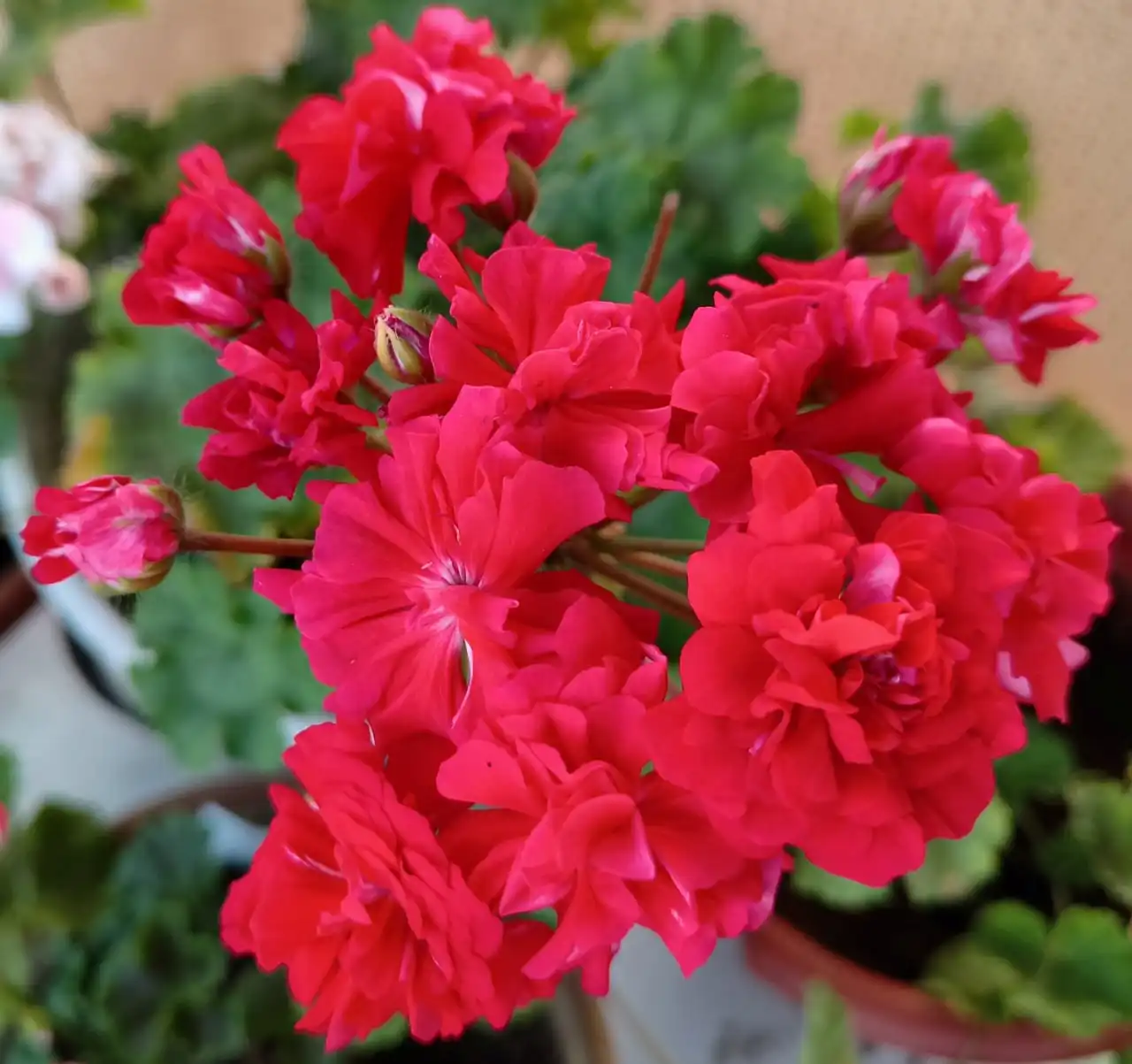 Черенки и кустики сортовой пеларгонии