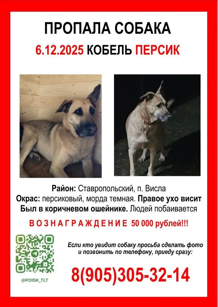 Пропала собака Персик в Тольятти