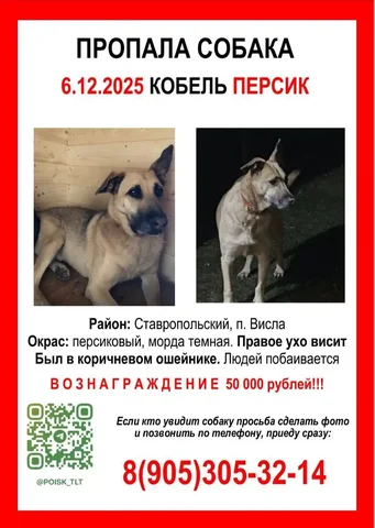 Пропала собака Персик в Тольятти - Животные в Тольятти