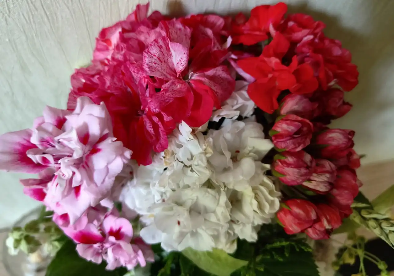 Укорененные черенки и кустики сортовой пеларгонии и герани