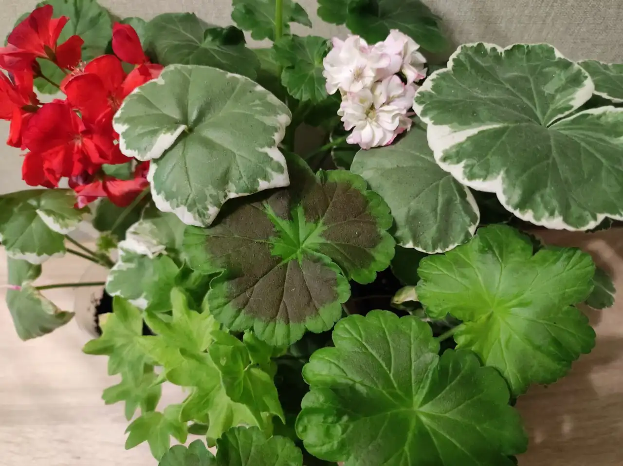 Укорененные черенки и кустики сортовой пеларгонии и герани