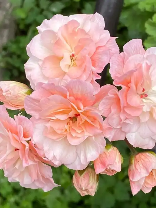 Укорененные черенки и кустики сортовой пеларгонии и герани