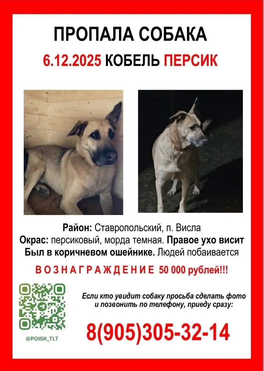 Потеряна собака ПЕРСИК в Тольятти