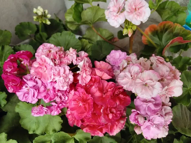 Продажа укорененных черенков, стартеров и кустиков сортовой пеларгонии - Посуда в Тольятти