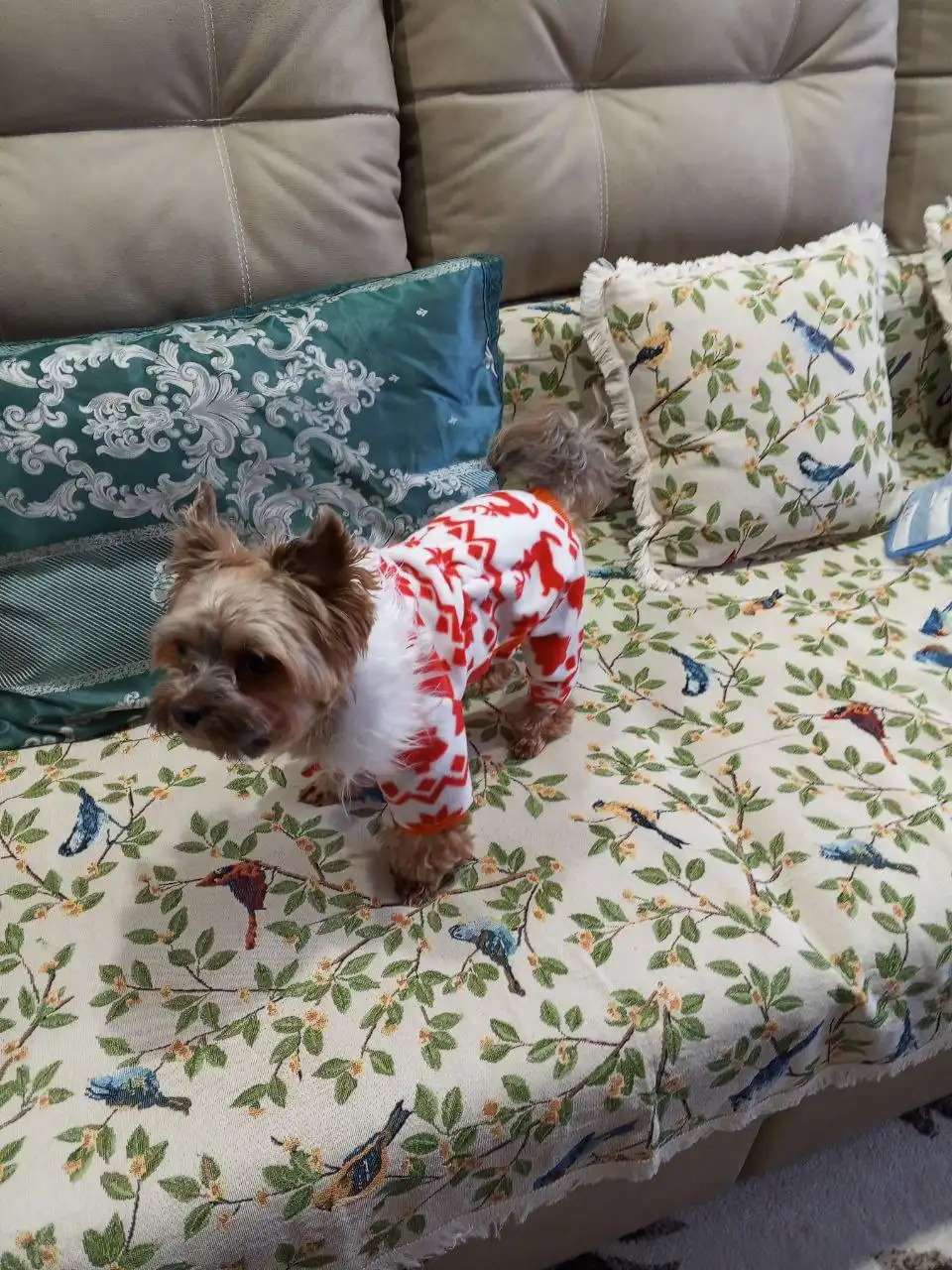Одежда для собак маленьких пород от опытной швеи - Одежда для животных (Барахолка) в Тольятти
