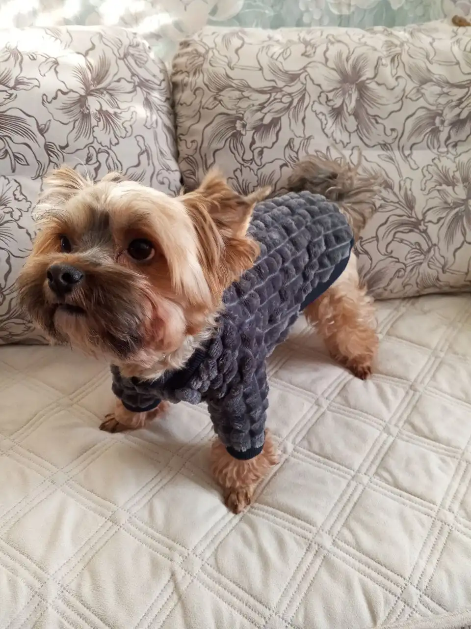 Одежда для собак маленьких пород от опытной швеи - Одежда для животных (Барахолка) в Тольятти