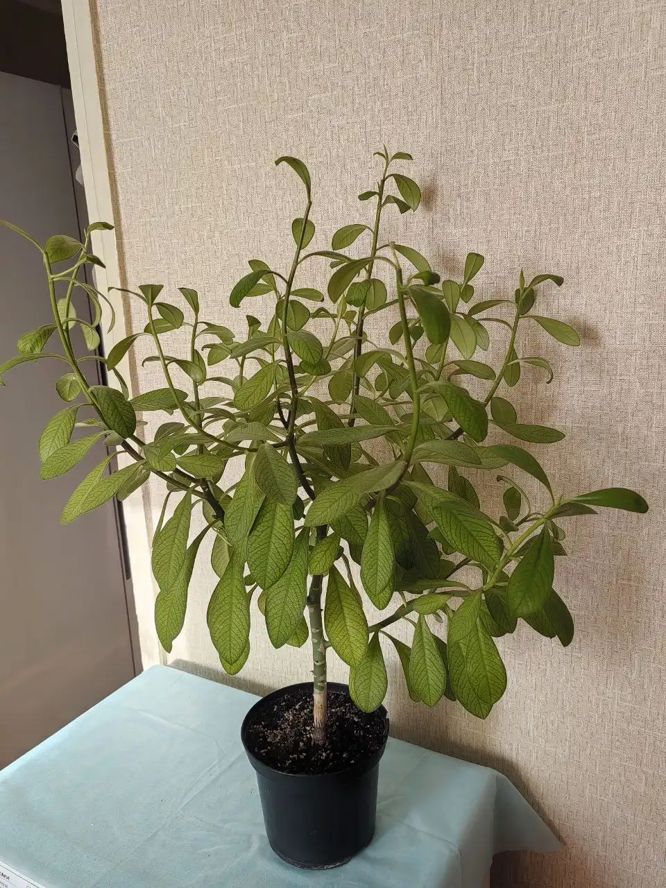 Молочай - Барахолка в Тольятти