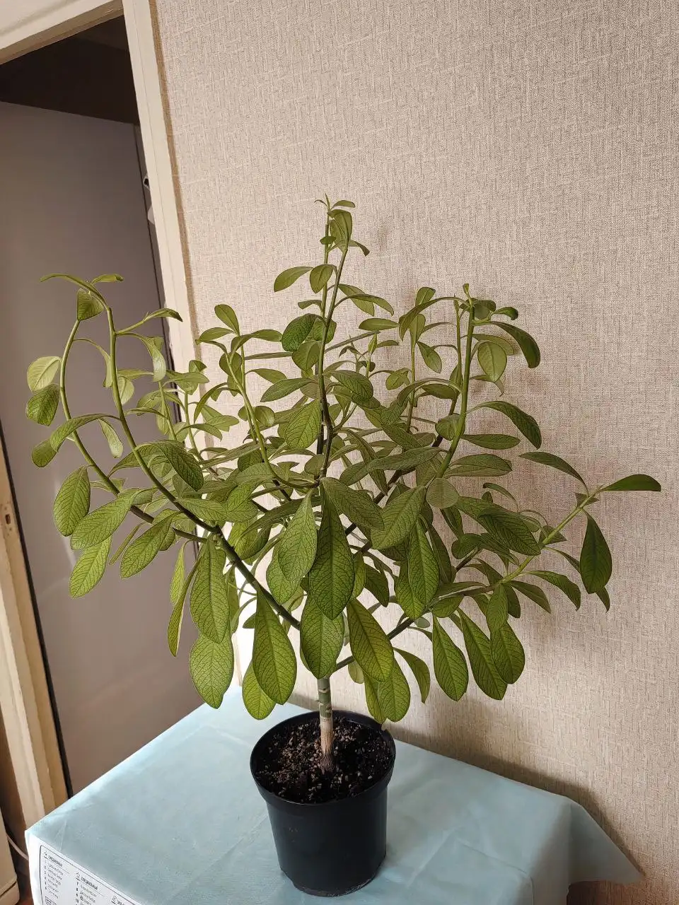 Молочай - Барахолка в Тольятти