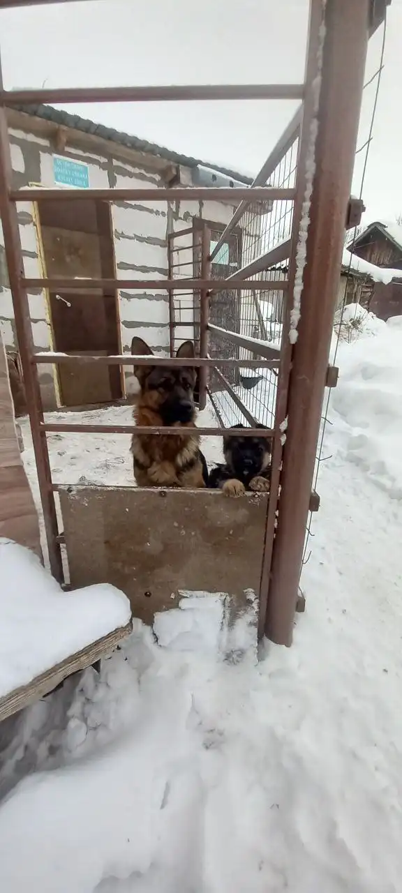 Продажа щенка в Тольятти - Собаки (Животные) в Тольятти