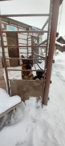 Продажа щенка в Тольятти - Животные в Тольятти