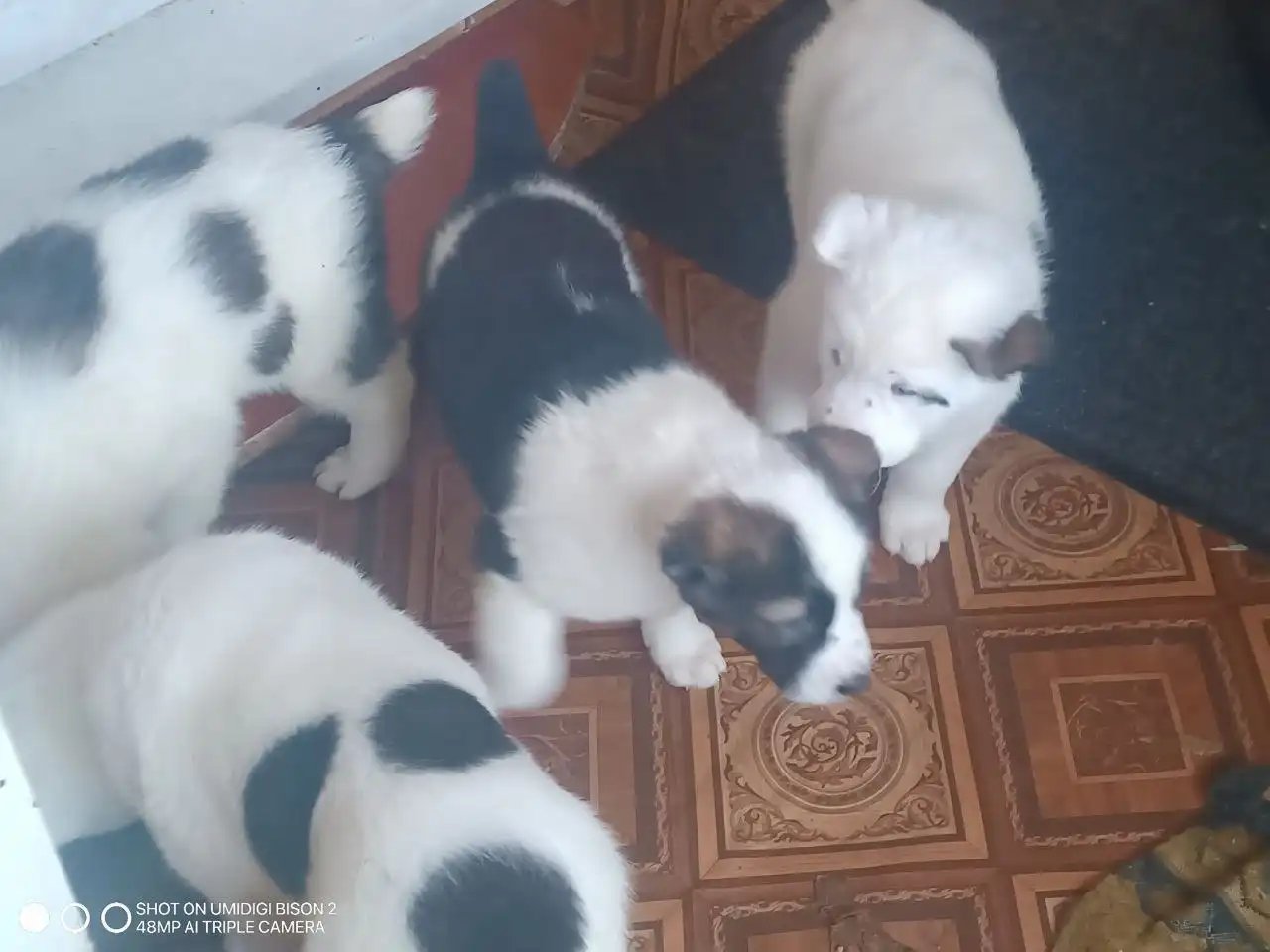 Щенки алабая в Тольятти - Собаки (Животные) в Тольятти