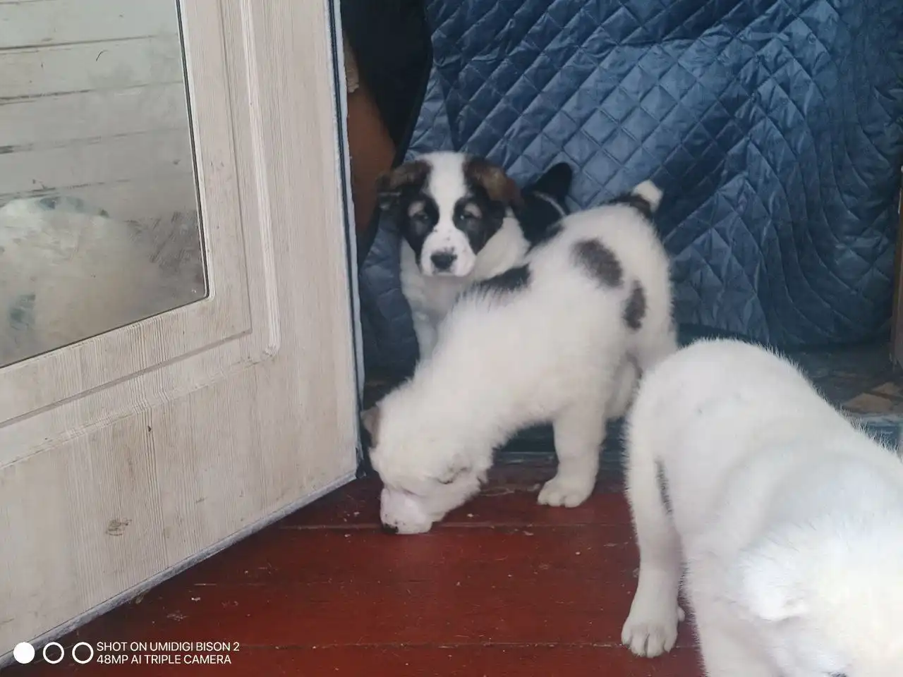 Щенки алабая в Тольятти - Собаки (Животные) в Тольятти