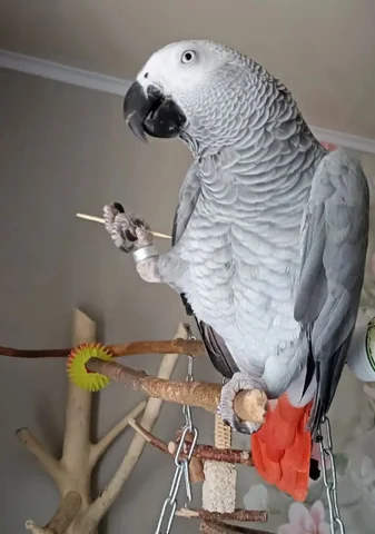 Попугай мальчик в добрые руки - Животные в Тольятти