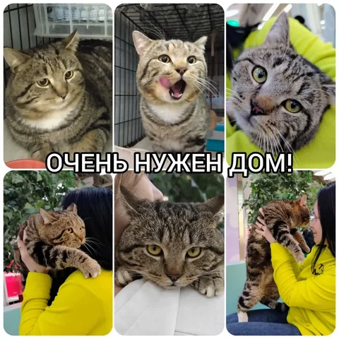 Кот Проспер ищет семью в Тольятти - Животные в Тольятти