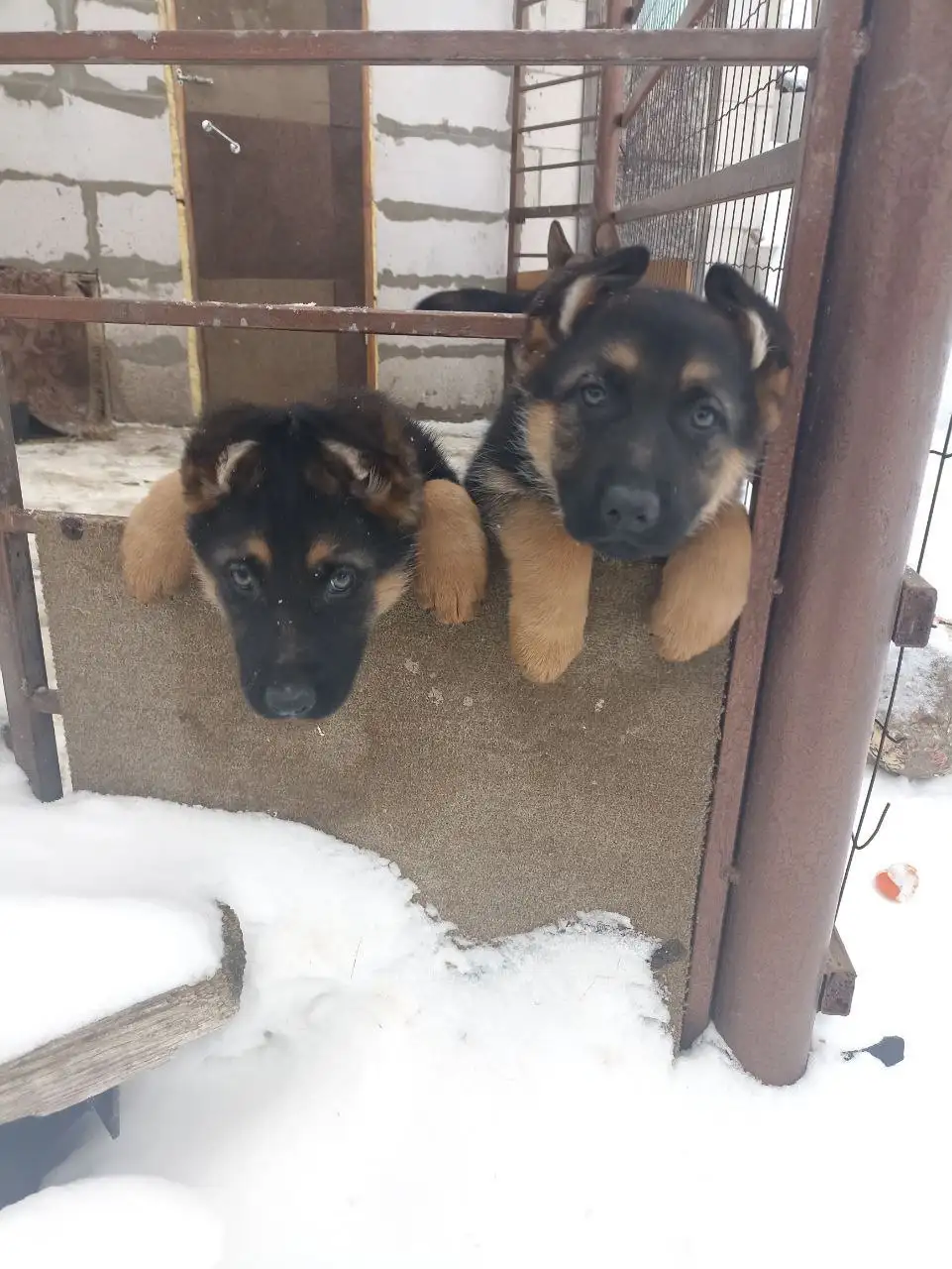 Объявление из барахолки Тольятти - Барахолка в Тольятти