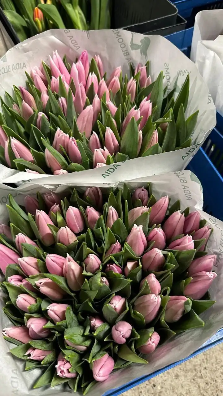 Мимоза и тюльпаны оптом от производителя в Ульяновске - Цветы (Хобби и отдых) в Ульяновск