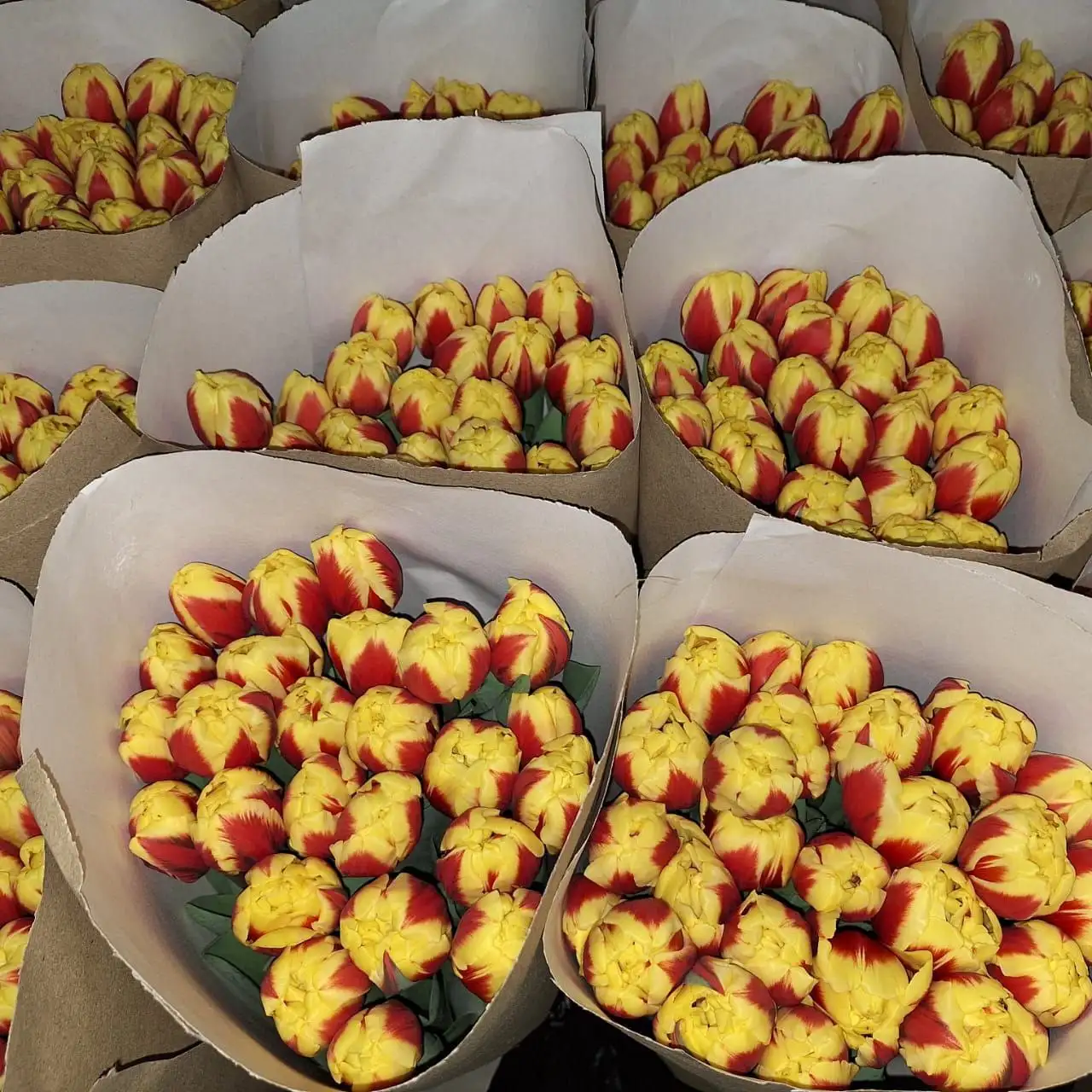 Мимоза и тюльпаны оптом от производителя в Ульяновске - Цветы (Хобби и отдых) в Ульяновск