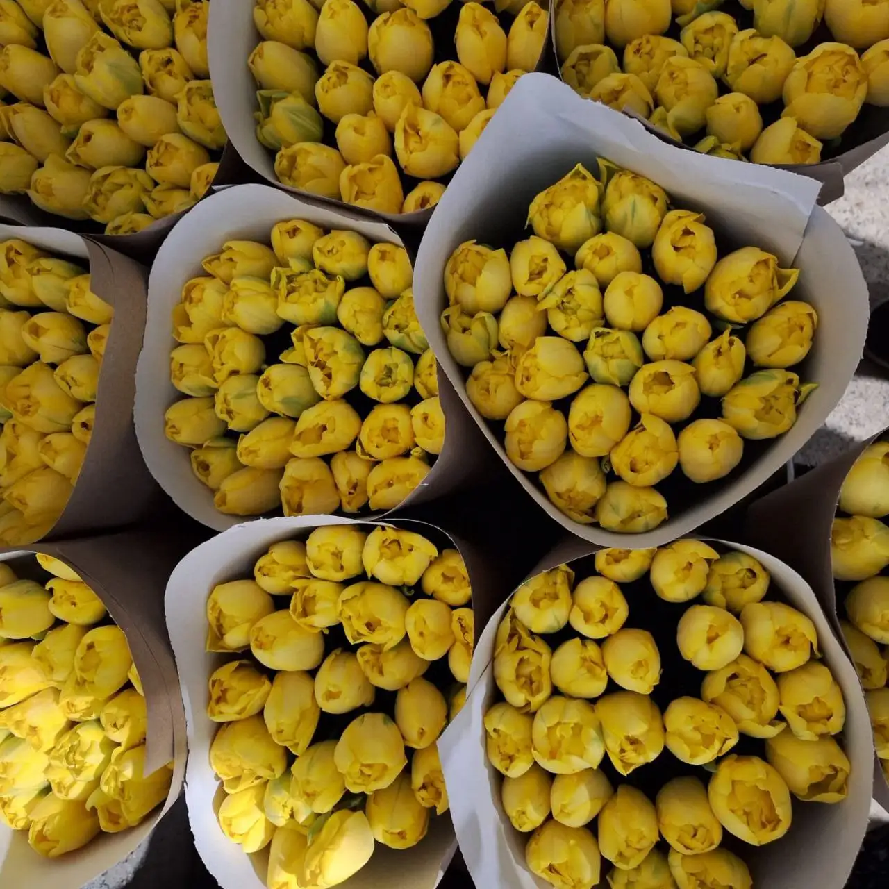 Мимоза и тюльпаны оптом от производителя в Ульяновске - Цветы (Хобби и отдых) в Ульяновск