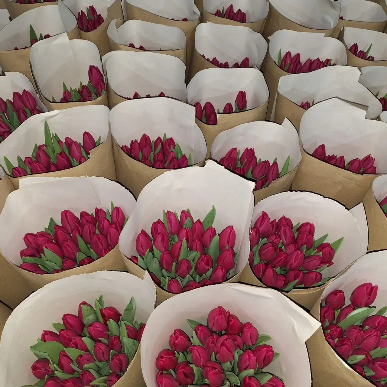 Мимоза и тюльпаны оптом от производителя в Ульяновске - Цветы (Хобби и отдых) в Ульяновск