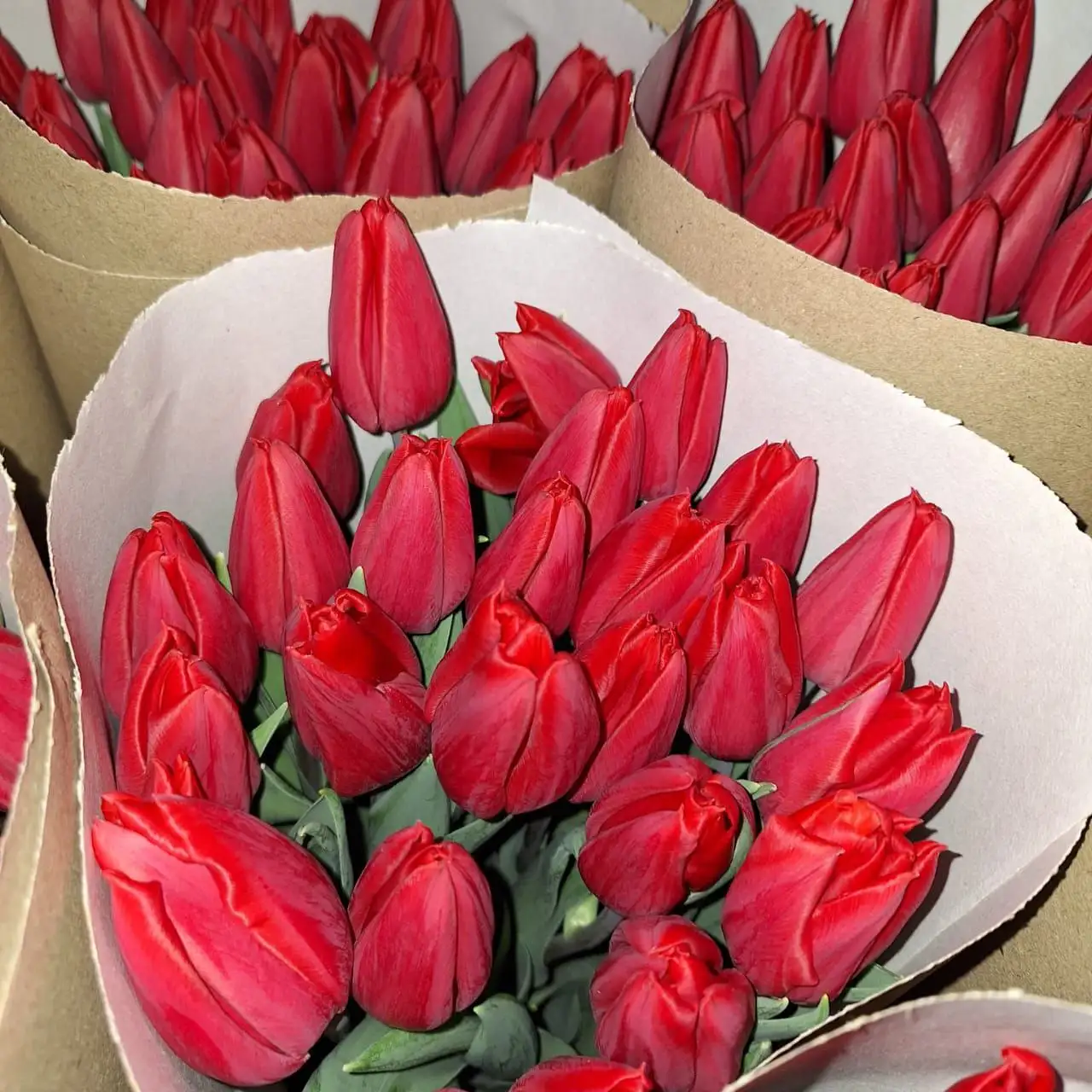 Мимоза и тюльпаны оптом от производителя в Ульяновске - Цветы (Хобби и отдых) в Ульяновск