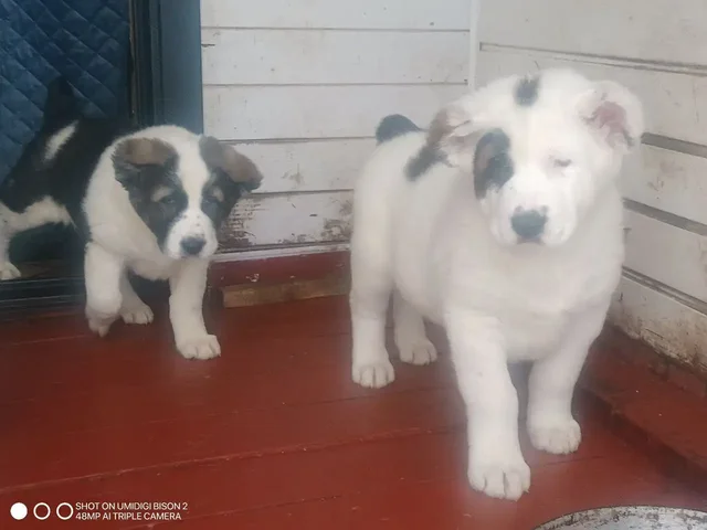 Щенки алабая - Птицы в Тольятти