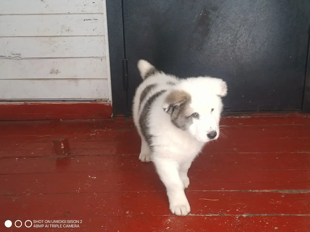 Щенки алабая - Собаки (Животные) в Тольятти