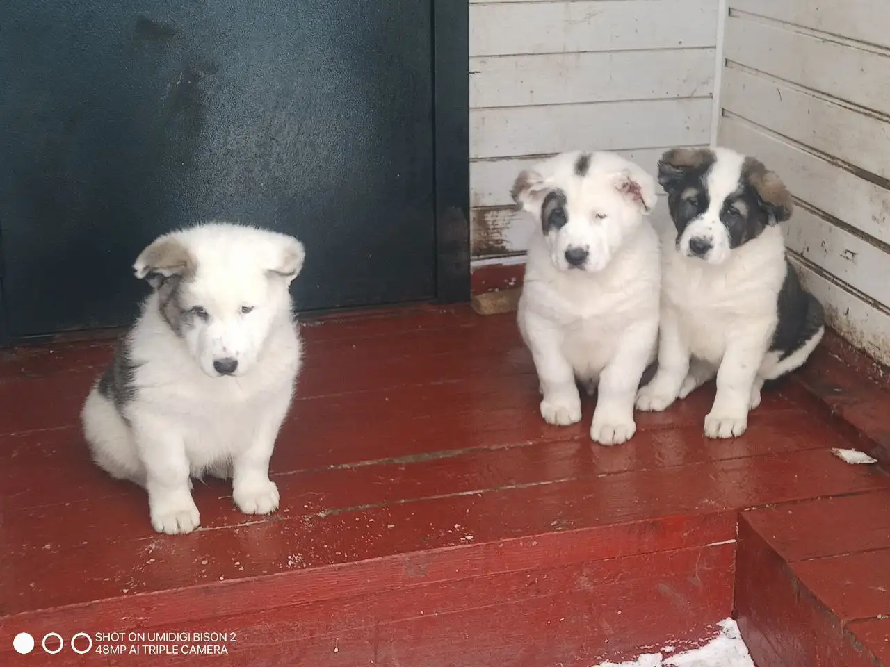 Щенки алабая - Собаки (Животные) в Тольятти