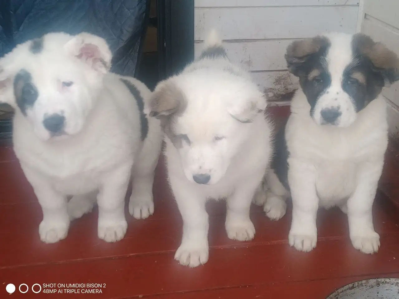 Щенки алабая - Собаки (Животные) в Тольятти