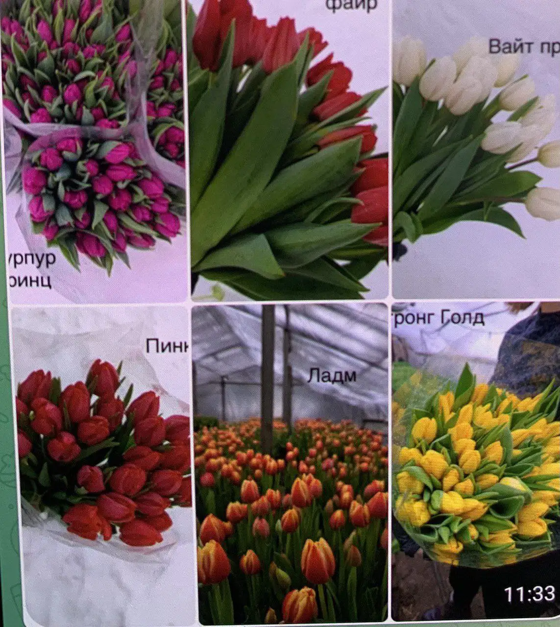 Продажа тюльпанов - Цветы (Барахолка) в Тольятти