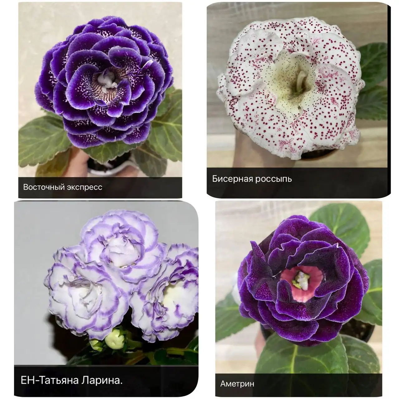 Продам наборы клубней глоксиний - Растения (Барахолка) в Тольятти