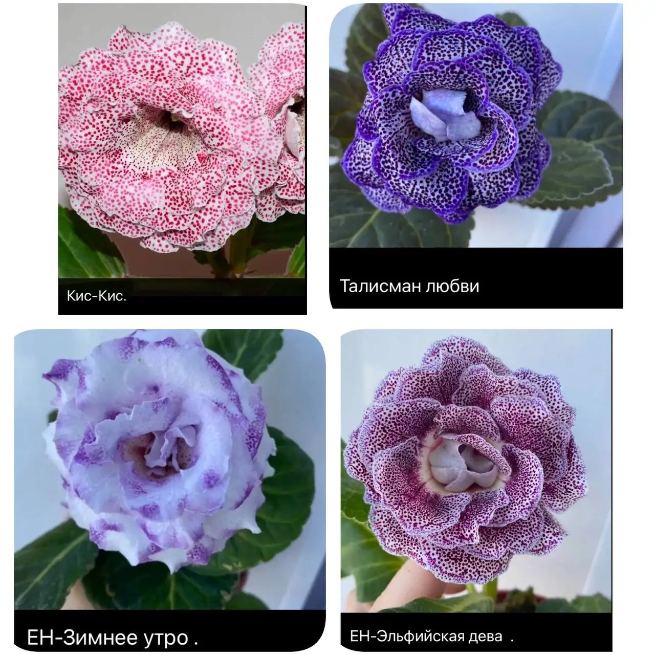 Продам наборы клубней глоксиний - Растения (Барахолка) в Тольятти