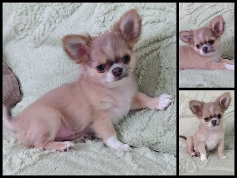 Щенок чихуахуа мальчик голубой соболь - Сельскохозяйственные животные в Тольятти