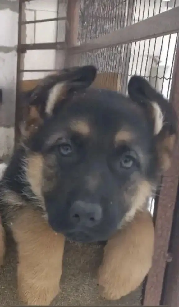 Немецкая овчарка девочка 3 месяца - Собаки (Животные) в Тольятти